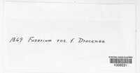 Fusarium roseum image